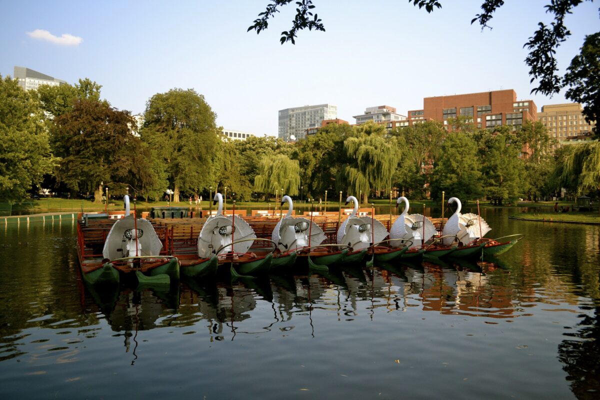 swan boats on